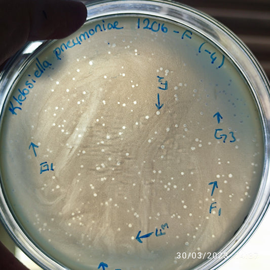 Klebsiella pneumoniae bacteriophage 181206F