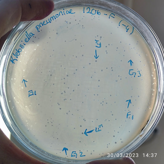 Klebsiella pneumoniae bacteriophage 181206G
