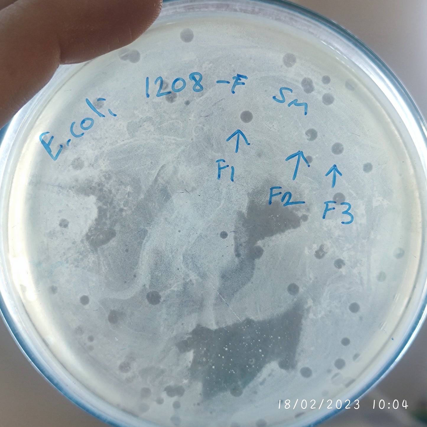 Escherichia coli bacteriophage 101208F