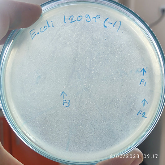 Escherichia coli bacteriophage 101209F