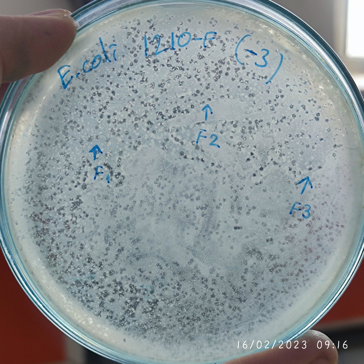 Escherichia coli bacteriophage 101210F