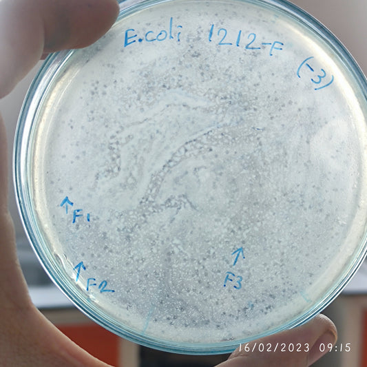 Escherichia coli bacteriophage 101212F