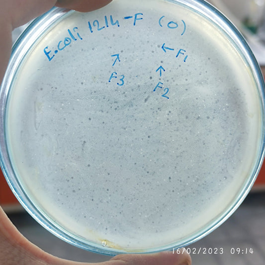 Escherichia coli bacteriophage 101214F