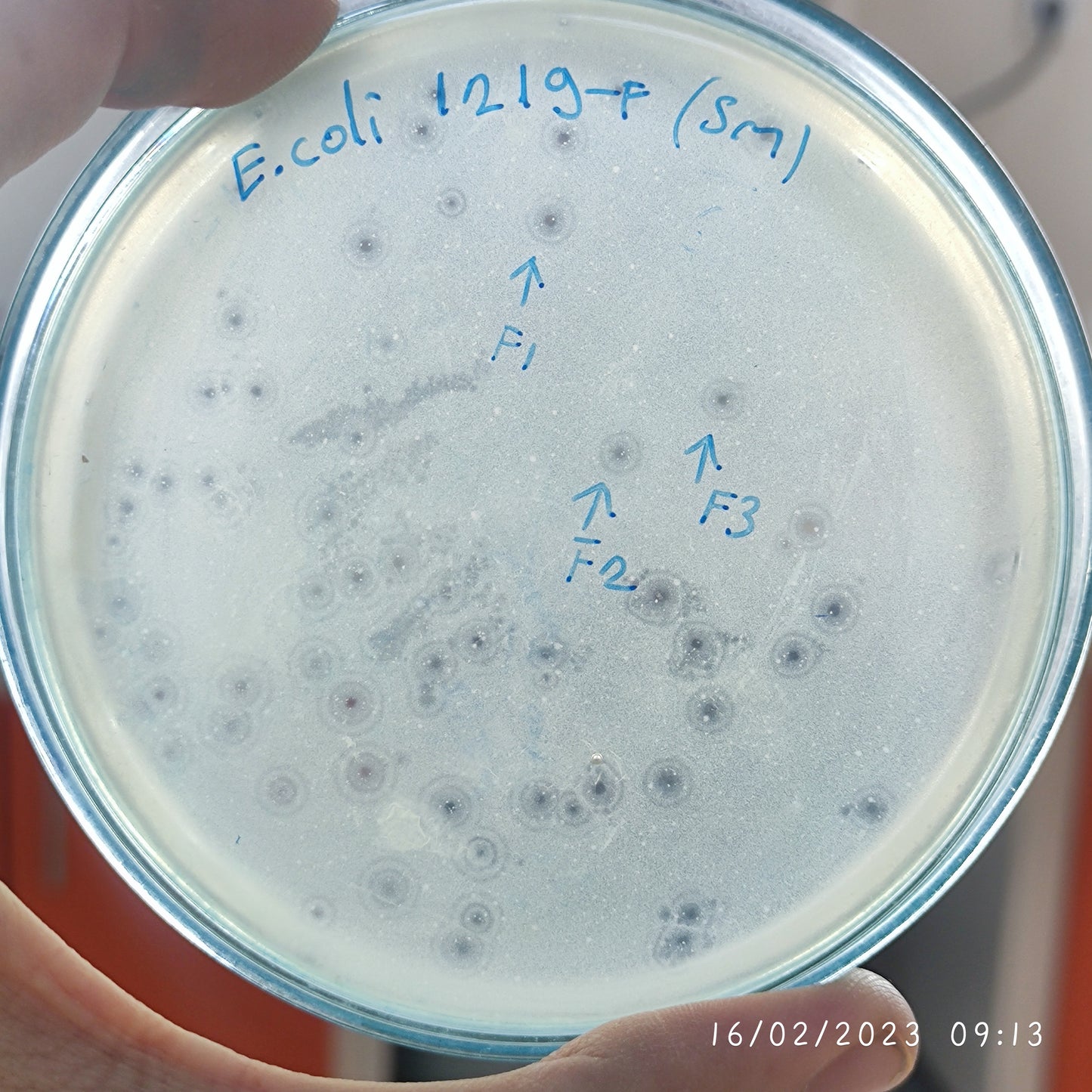 Escherichia coli bacteriophage 101219F