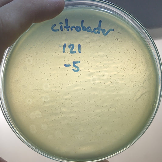 Citrobacter freundii bacteriophage 200121D