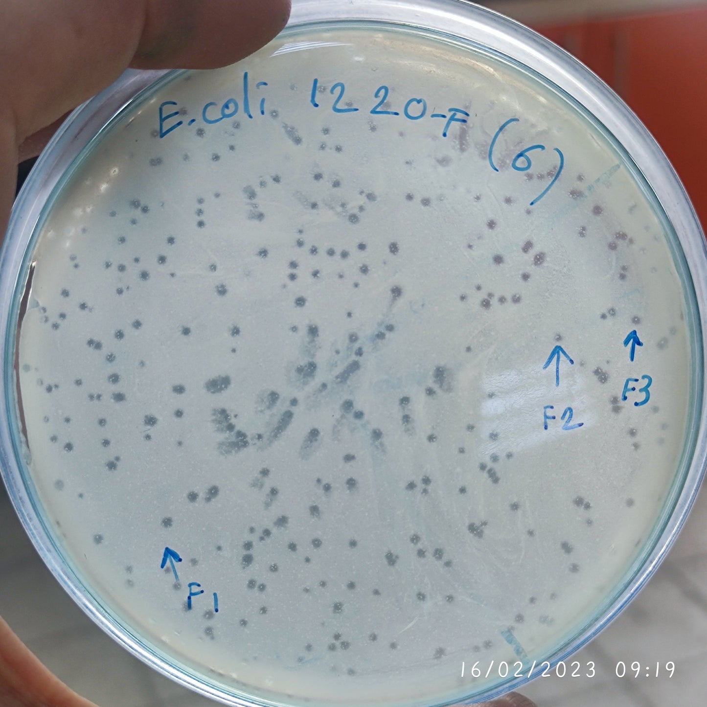 Escherichia coli bacteriophage 101220F