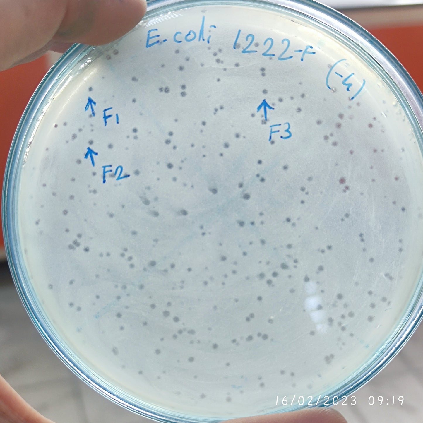 Escherichia coli bacteriophage 101222F