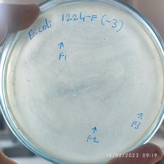 Escherichia coli bacteriophage 101224F