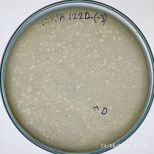 Staphylococcus aureus bacteriophage 150122D