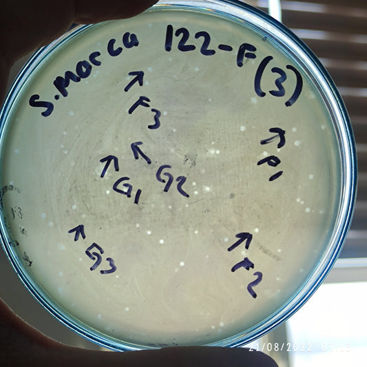 Serratia marcescens bacteriophage 200122F