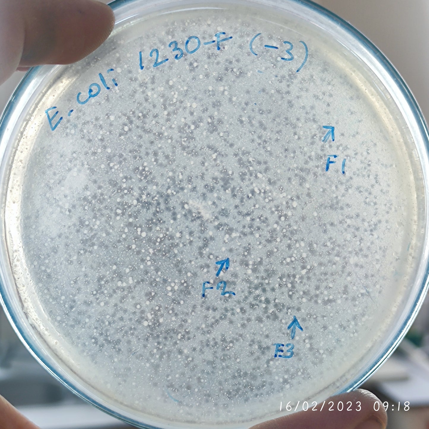 Escherichia coli bacteriophage 101230F