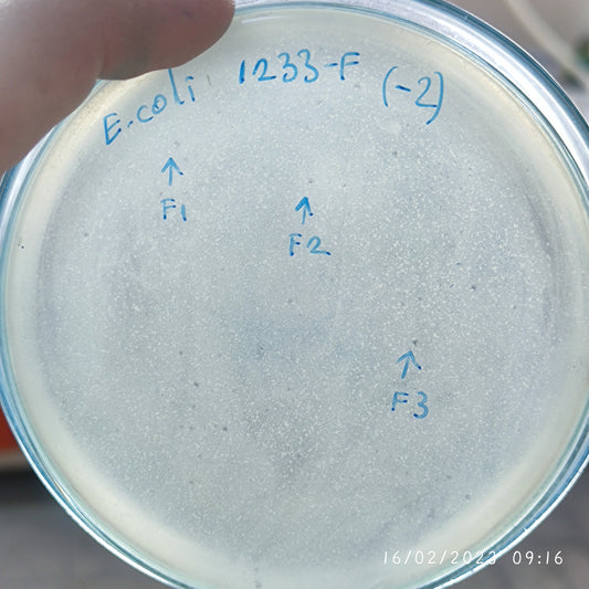 Escherichia coli bacteriophage 101233F