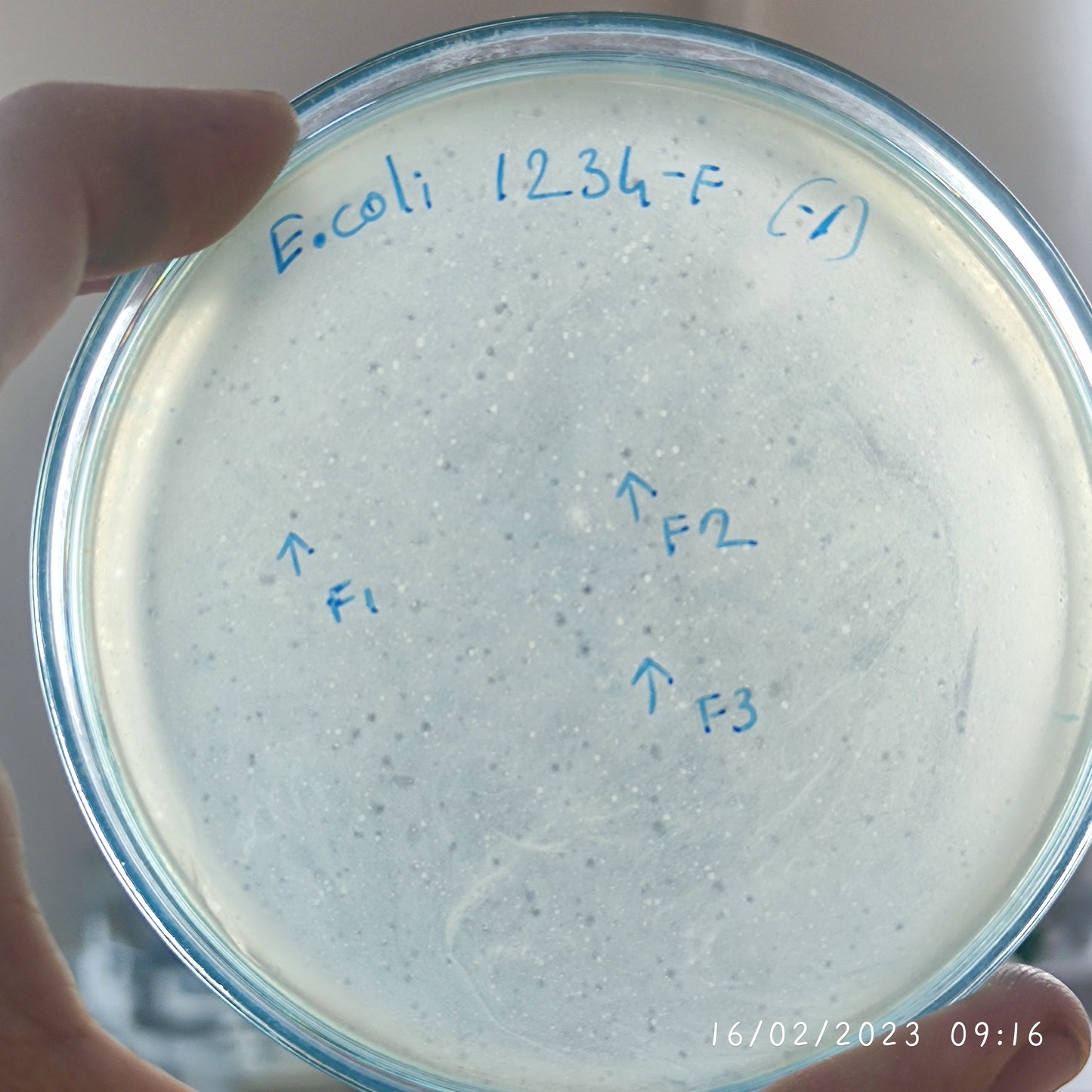 Escherichia coli bacteriophage 101234F