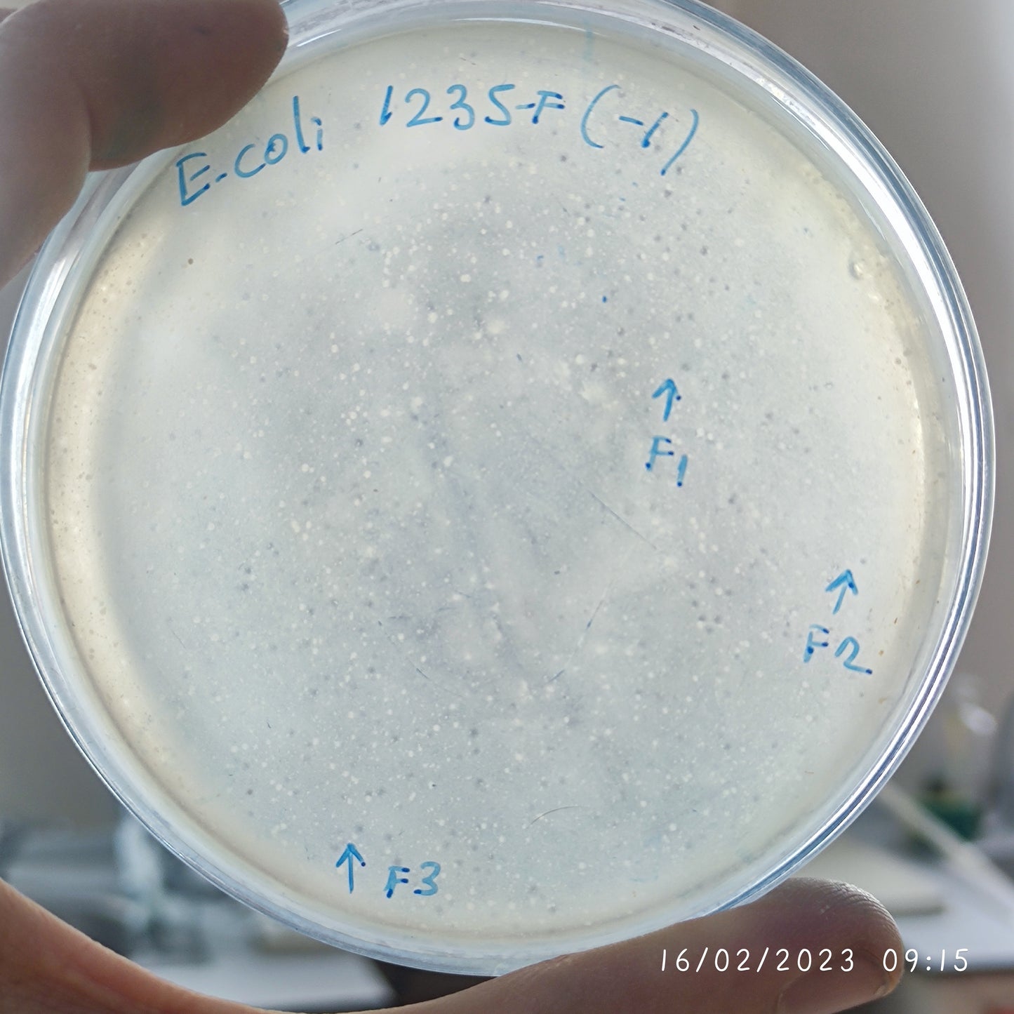 Escherichia coli bacteriophage 101235F