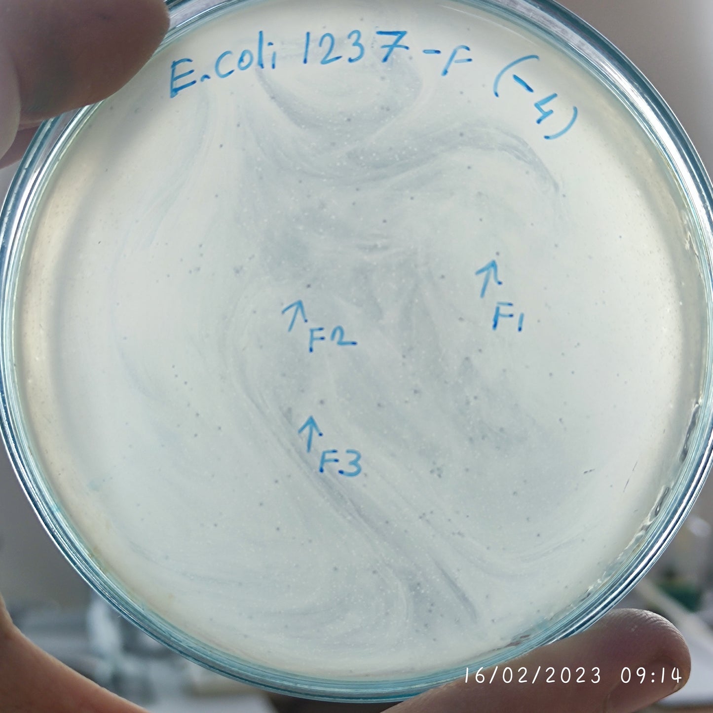 Escherichia coli bacteriophage 101237F