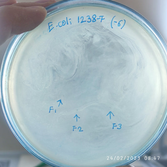 Escherichia coli bacteriophage 101238F