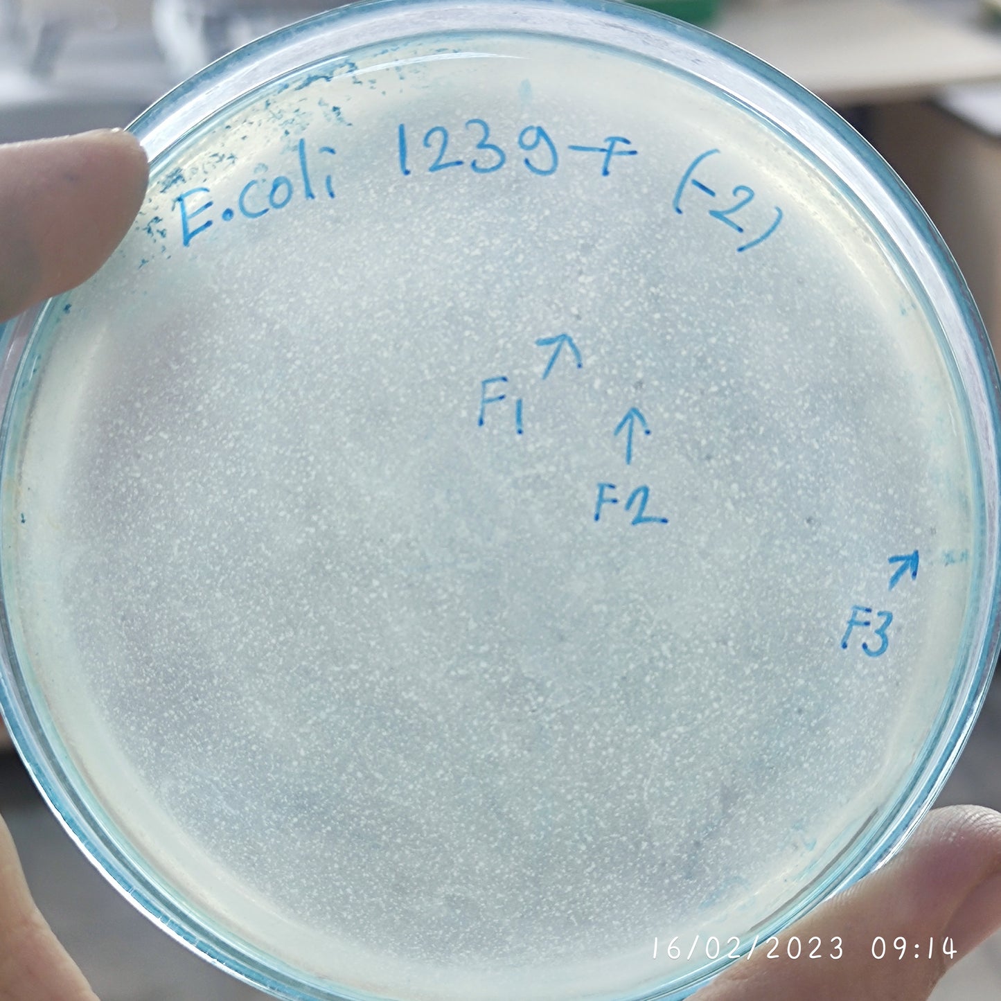 Escherichia coli bacteriophage 101239F