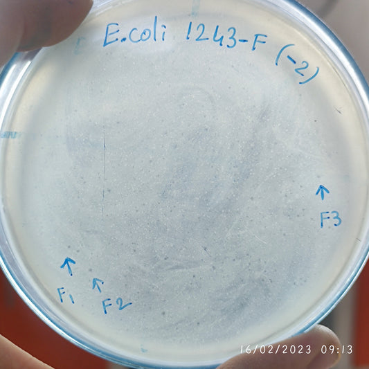 Escherichia coli bacteriophage 101243F