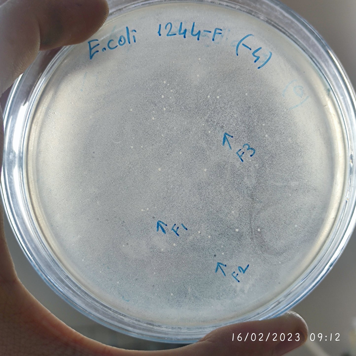 Escherichia coli bacteriophage 101244F