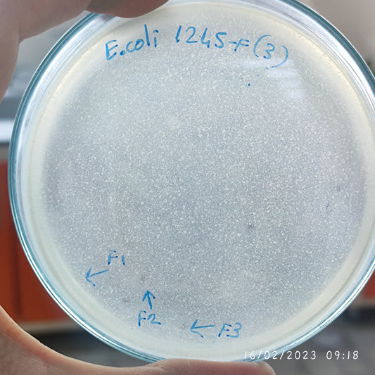 Escherichia coli bacteriophage 101245F