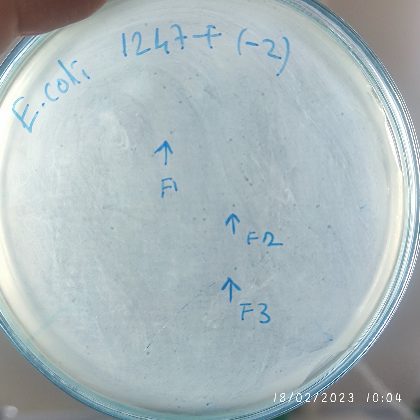 Escherichia coli bacteriophage 101247F