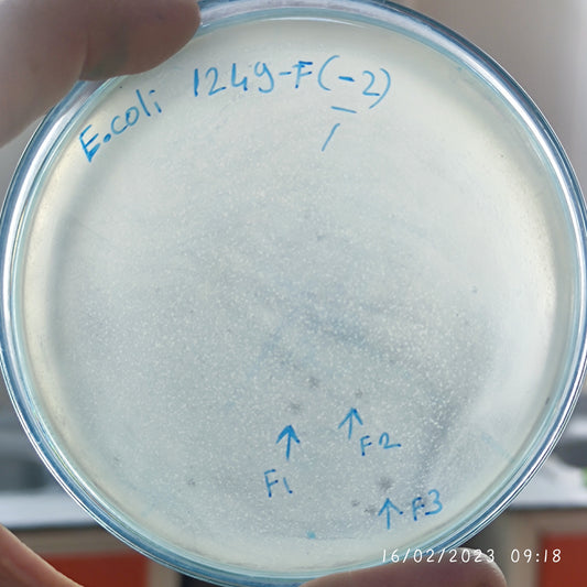 Escherichia coli bacteriophage 101249F