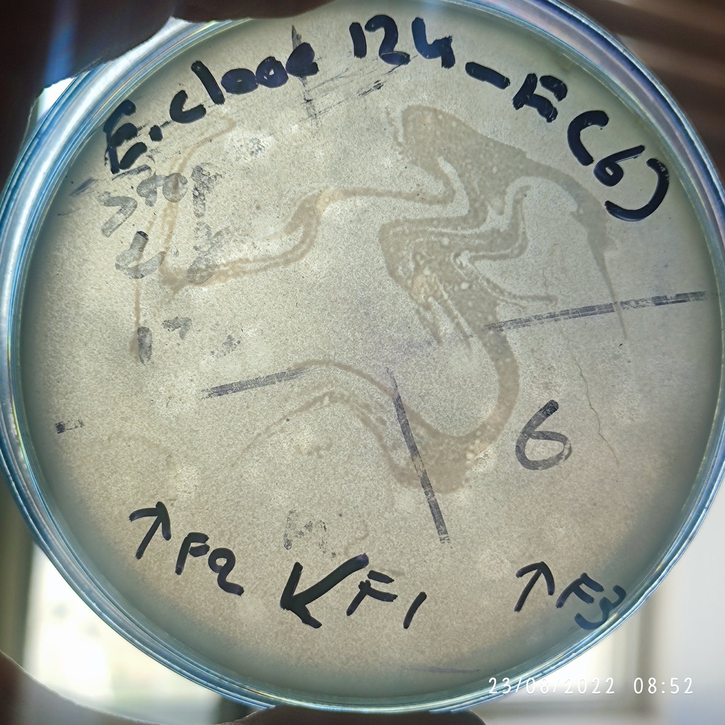 Enterobacter cloacae bacteriophage 200124F