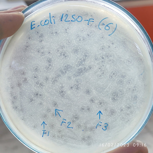 Escherichia coli bacteriophage 101250F