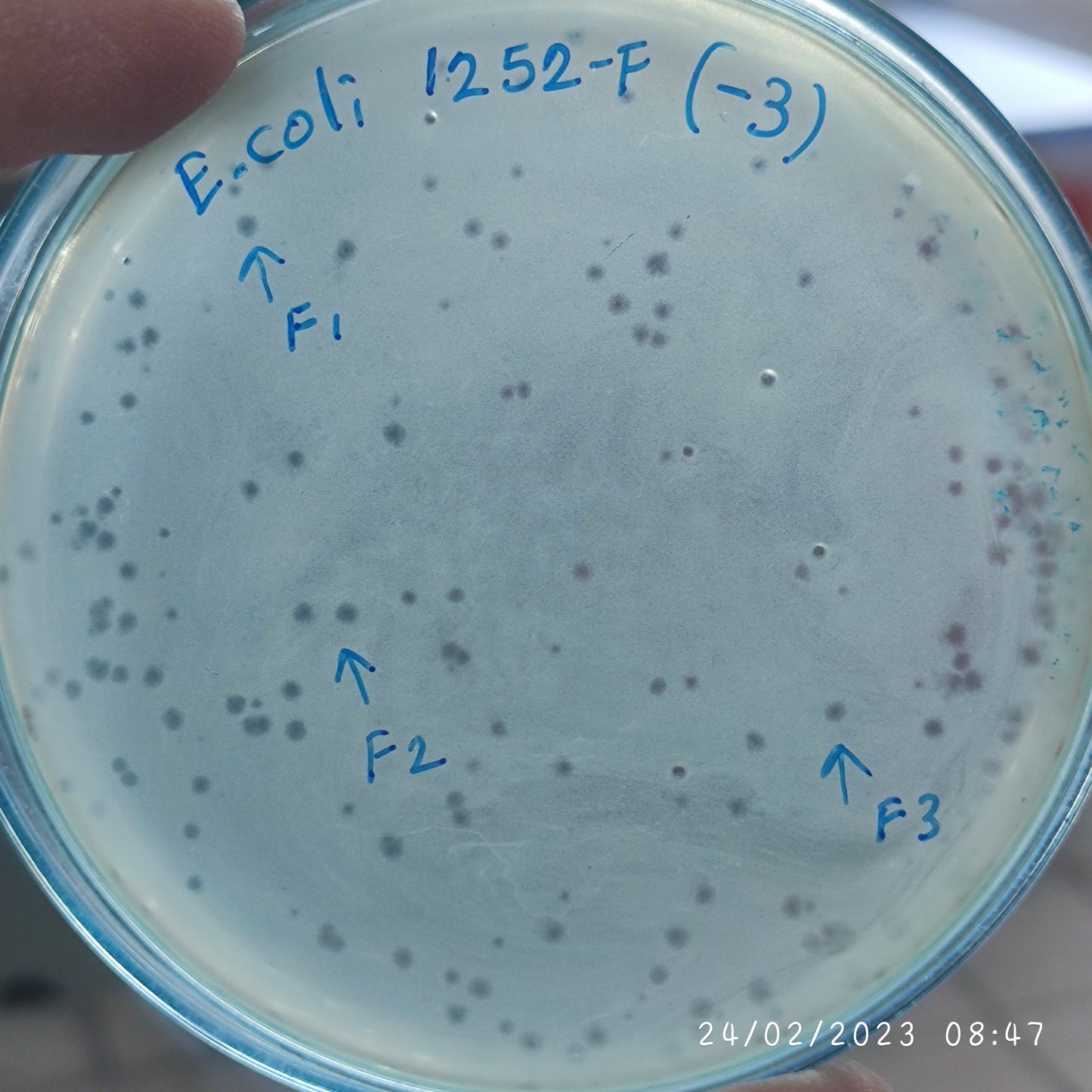 Escherichia coli bacteriophage 101252F