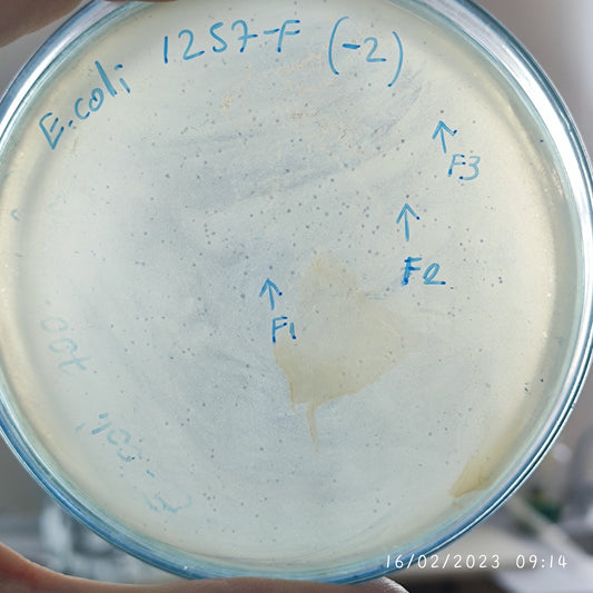 Escherichia coli bacteriophage 101257F