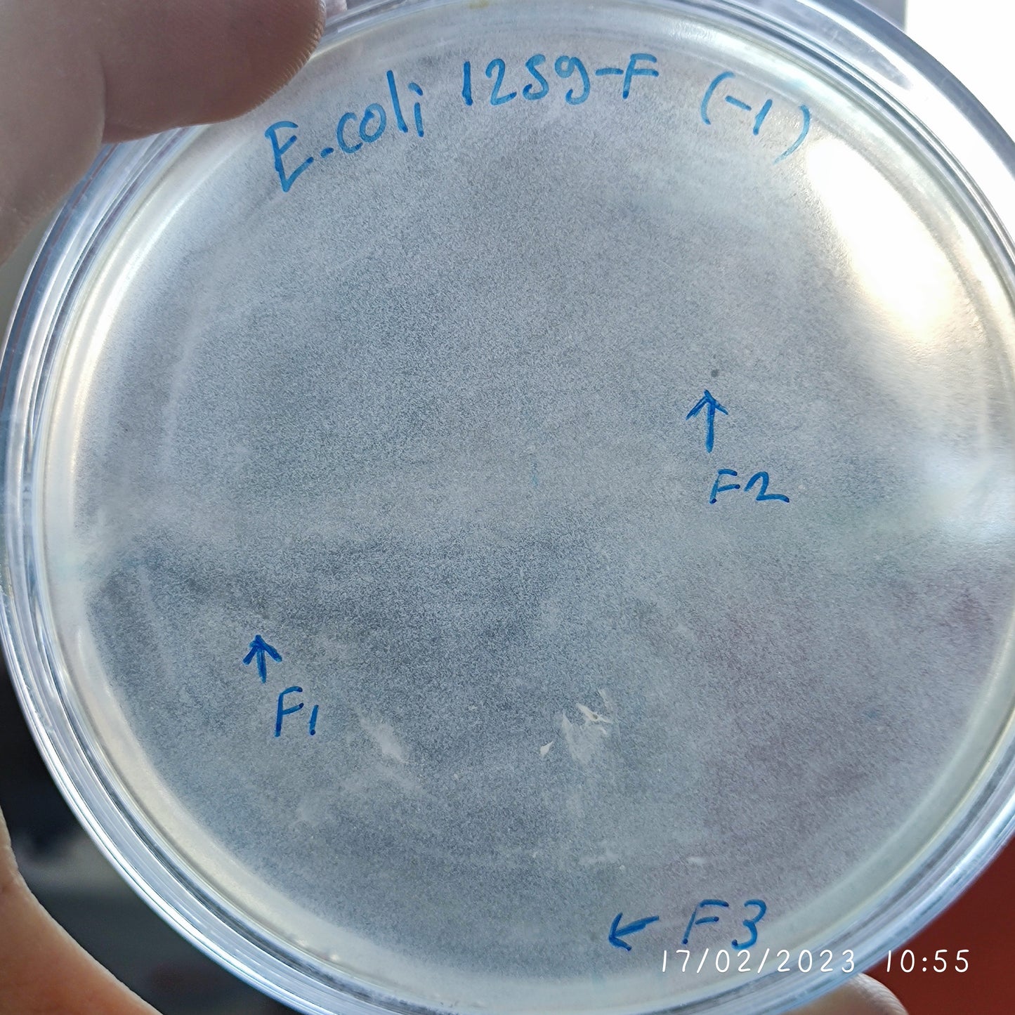 Escherichia coli bacteriophage 101259F