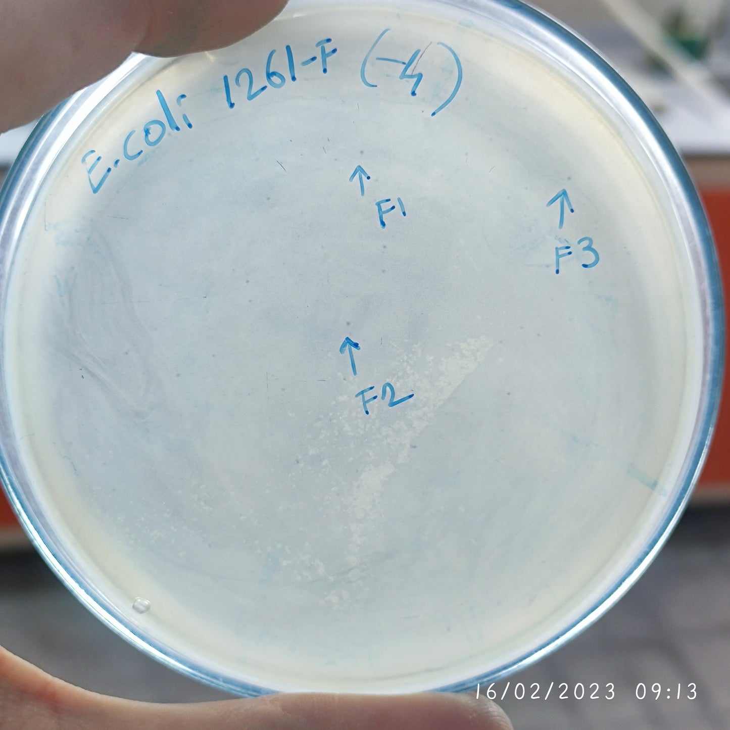 Escherichia coli bacteriophage 101261F