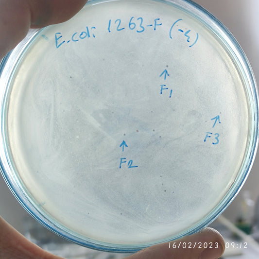 Escherichia coli bacteriophage 101263F