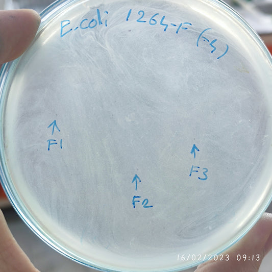 Escherichia coli bacteriophage 101264F