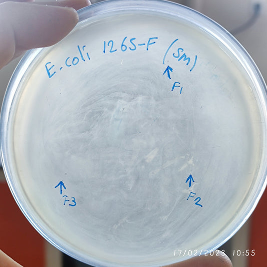 Escherichia coli bacteriophage 101265F