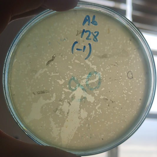 Acinetobacter baumannii bacteriophage 120128D