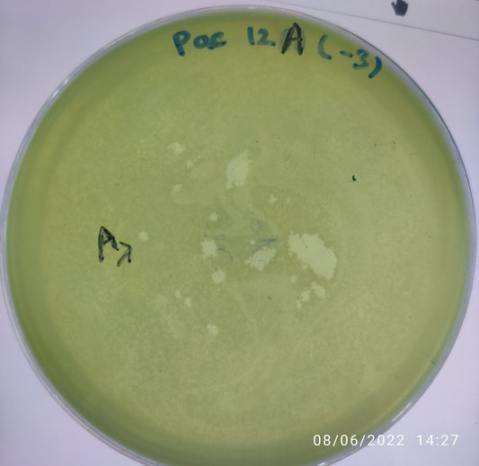 Pseudomonas aeruginosa bacteriophage 130012A