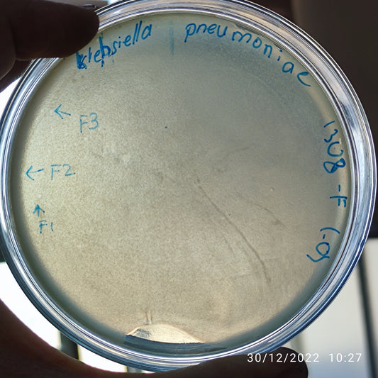 Klebsiella pneumoniae bacteriophage 181308F