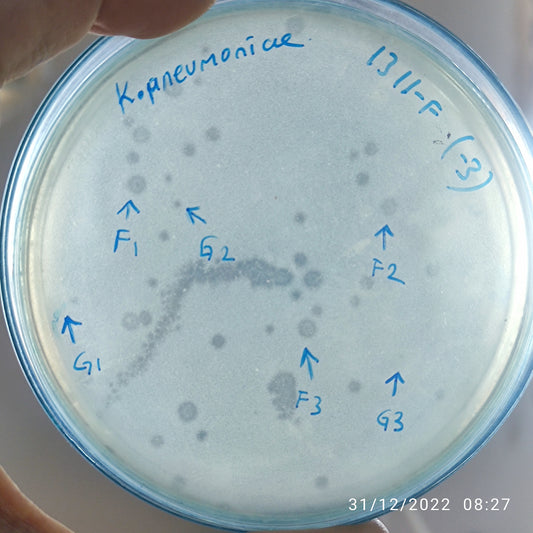 Klebsiella pneumoniae bacteriophage 181311G
