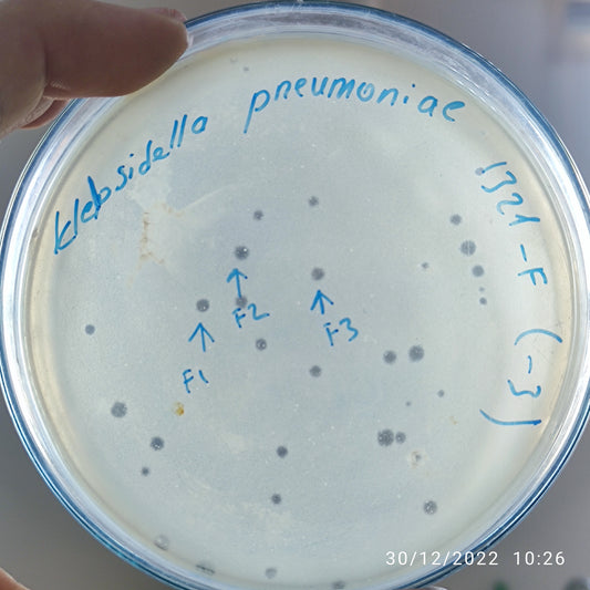 Klebsiella pneumoniae bacteriophage 181321F