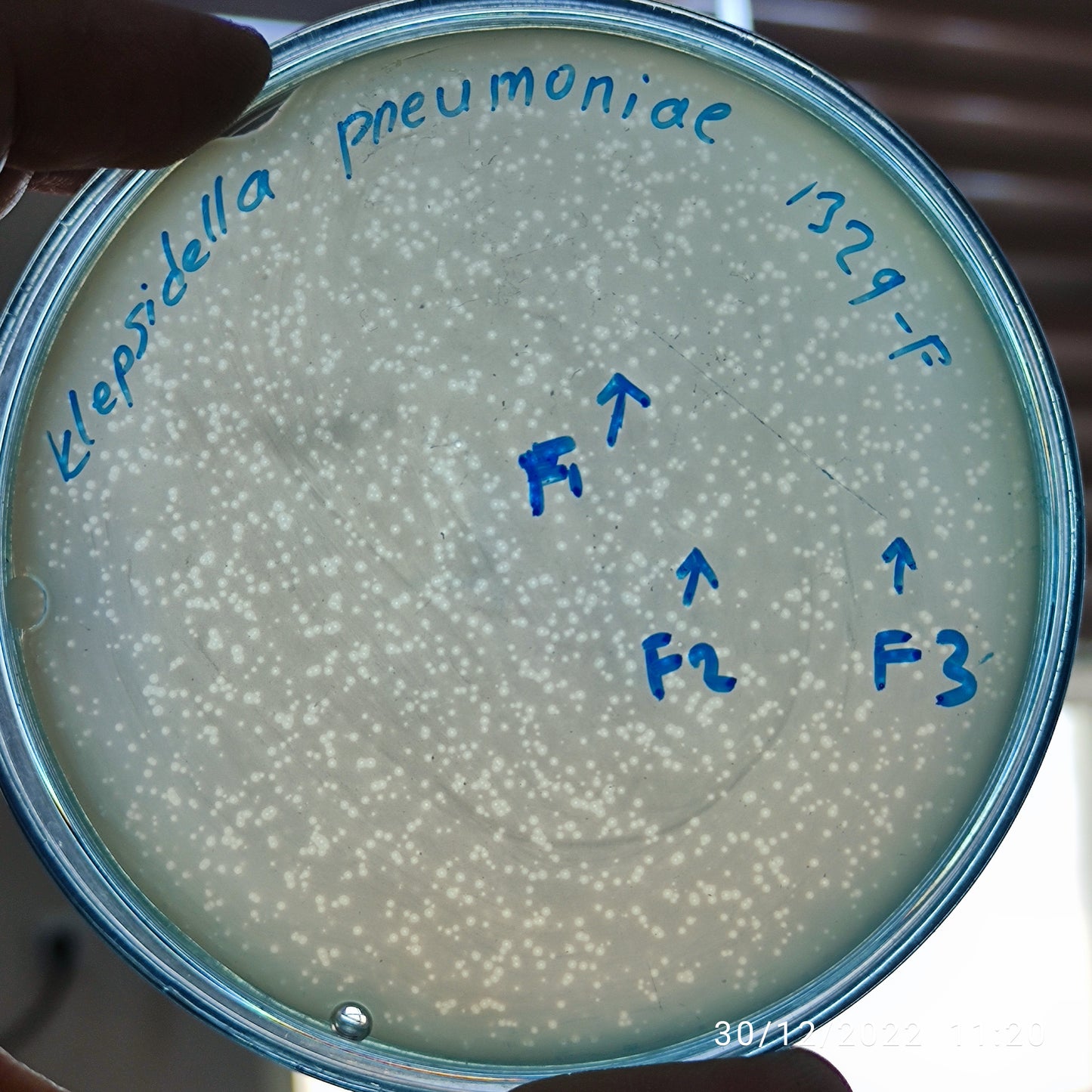 Klebsiella pneumoniae bacteriophage 181329F