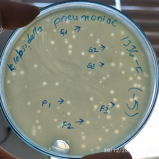Klebsiella pneumoniae bacteriophage 181336G