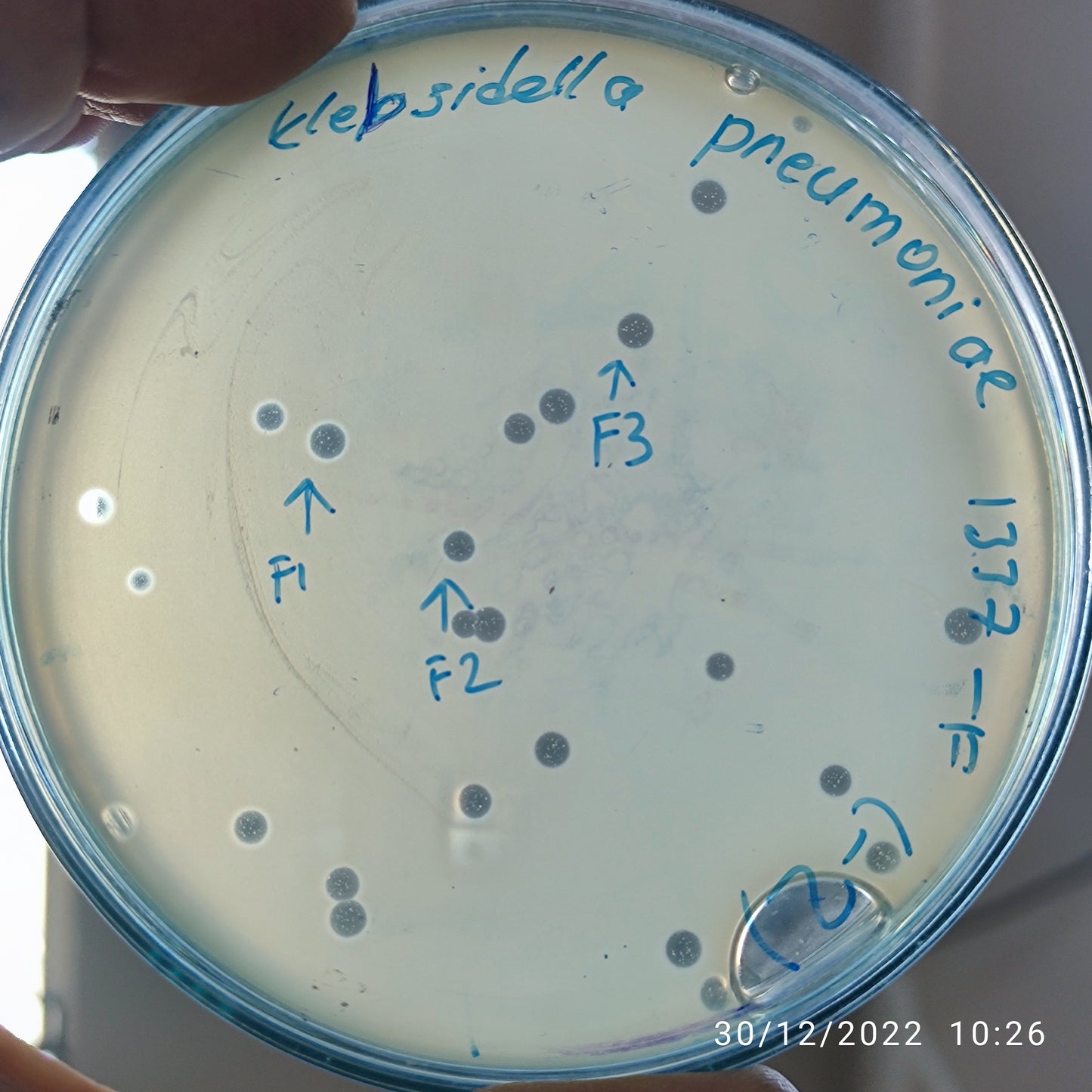 Klebsiella pneumoniae bacteriophage 181337F