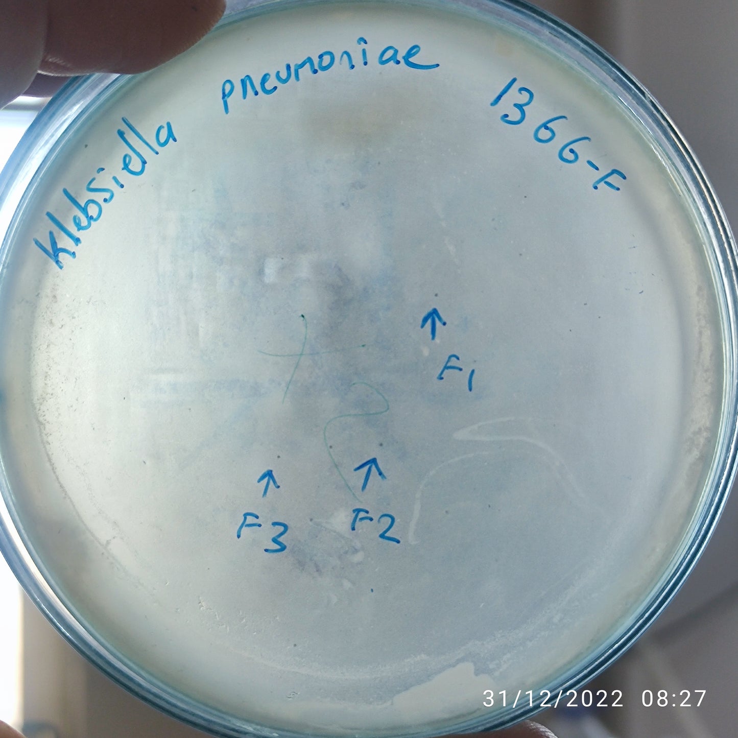 Klebsiella pneumoniae bacteriophage 181366F