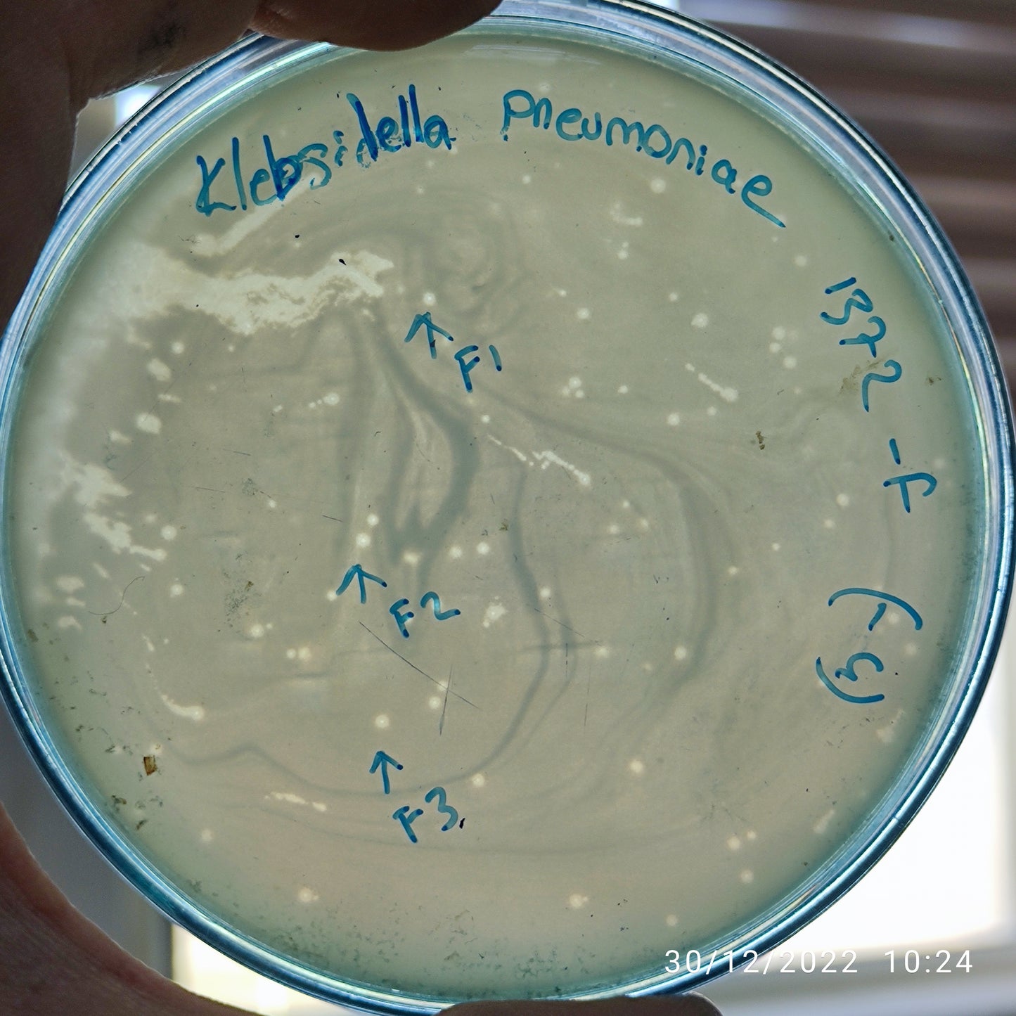 Klebsiella pneumoniae bacteriophage 181372F