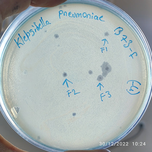 Klebsiella pneumoniae bacteriophage 181373F