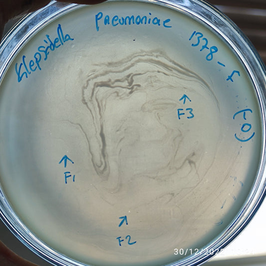 Klebsiella pneumoniae bacteriophage 181378F