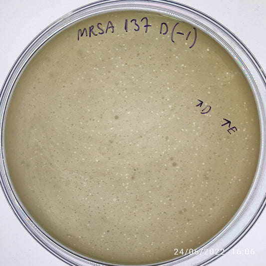Staphylococcus aureus bacteriophage 150137E
