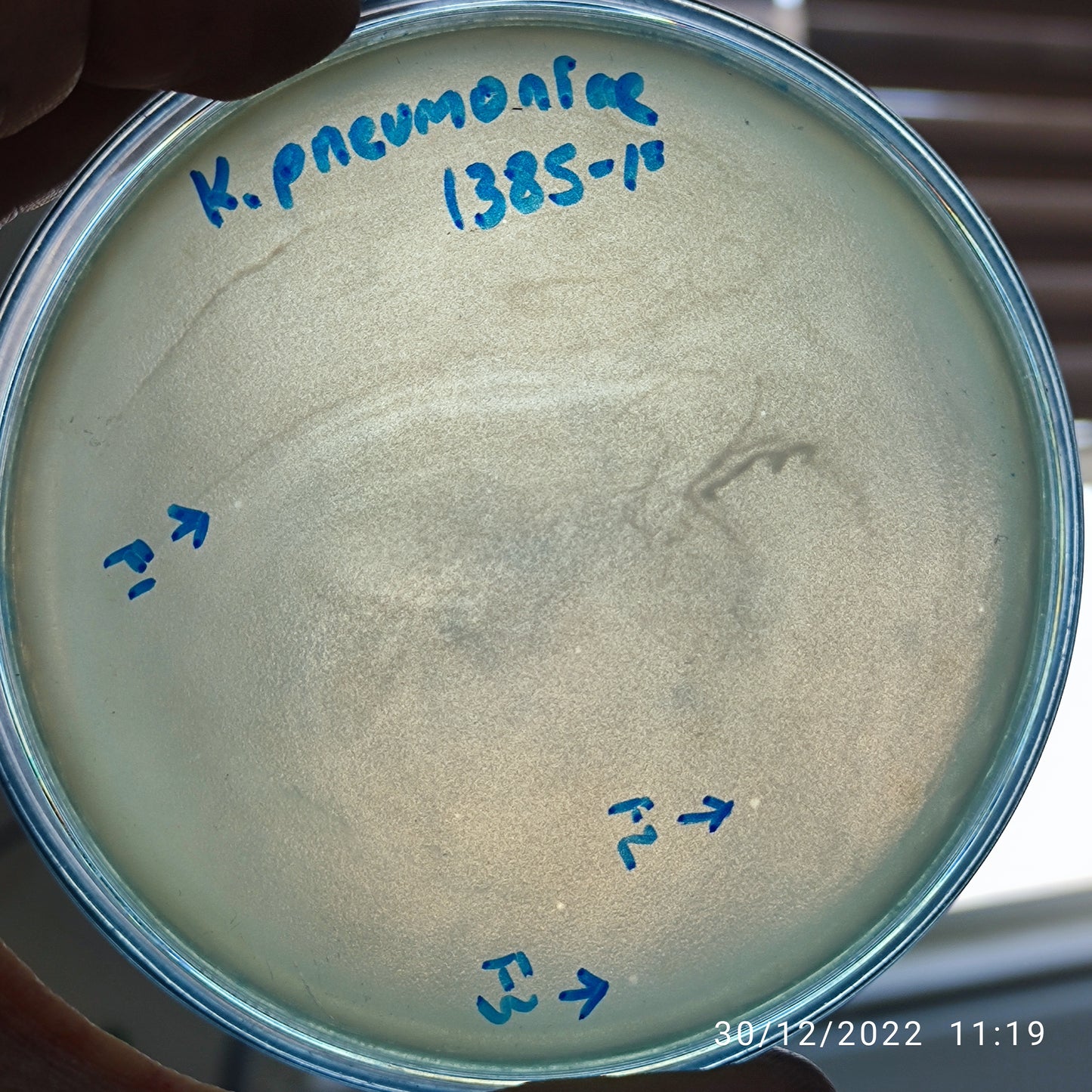 Klebsiella pneumoniae bacteriophage 181385F