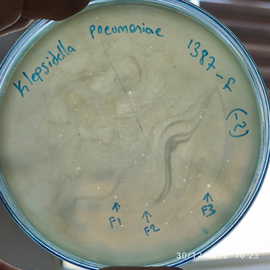 Klebsiella pneumoniae bacteriophage 181387F